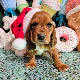 Ruth - Brown black and white female Basset Hound puppy in Big Rapids, Michigan from Basket Hound Bassets