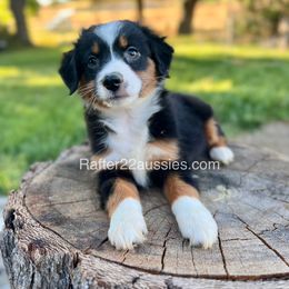 Armani - Black tri male Miniature Australian Shepherd puppy in Dayton, Washington from Rafter 22 Aussies