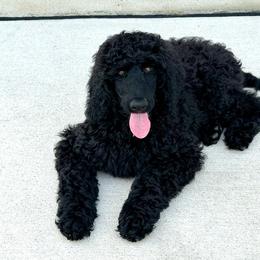 Holly - Blue female Poodle puppy in Moncks Corner, South Carolina from Charleston Reds Standard Poodles
