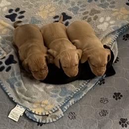 Dachshund puppies from Pudgy Paws Dachshunds