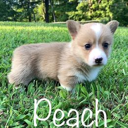 Pembroke Welsh Corgi Puppies from Cahas Corgis