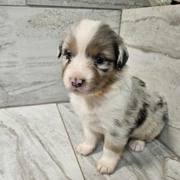 Ella f8 yellow - Blue merle female Australian Shepherd puppy in Arbela, Missouri from County Line Aussies