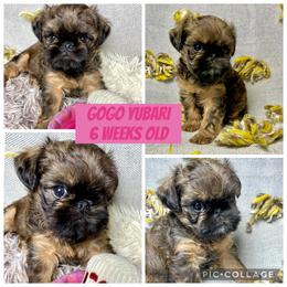 Brussels Griffon Puppies from Hautedog brussels Griffons