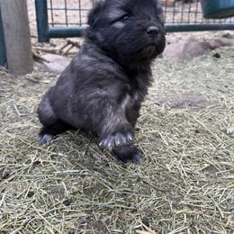 Aussiedoodle and Sarplaninac Puppies from Pesky Redneck Mini Ranch