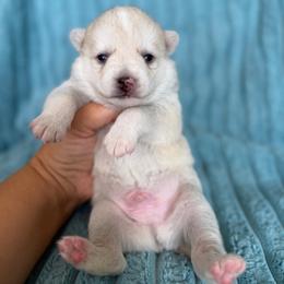 Koda - White male Pomsky puppy in Aberdeen, Idaho from Willow Creek Cresteds