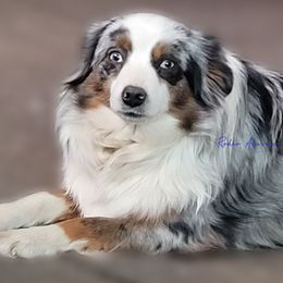 Classy - Toy Australian Shepherd