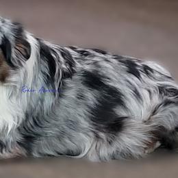 Classy - Toy Australian Shepherd