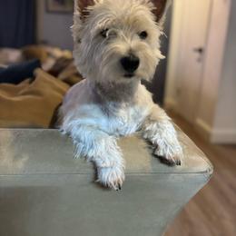 Rey - West Highland White Terrier