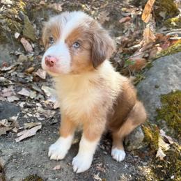 Lucy - Red merle female Australian Shepherd puppy in Grants Pass, Oregon from Carmel Mountain Aussies
