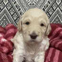 Goldendoodle Puppies from Tina Armstrong's Doodles