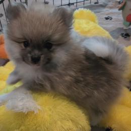 DYLAN - Orange parti male Pomeranian puppy in Denton, Texas from Pepplers Poms