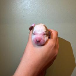 Rocket - Lemon and white male English Springer Spaniel puppy in Williston, Florida from Parks Paradise Springers