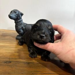 AKC Tulip - Black and cream female Dachshund puppy in White Cloud, Michigan from West Michigan Dachshund