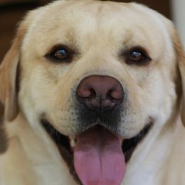 Tucker - Labrador Retriever