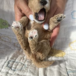 Goldendoodle Puppies from Cassie Farms