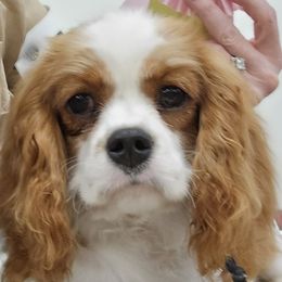 Cavalier King Charles Spaniel All Grown Up from Reflection Cavaliers