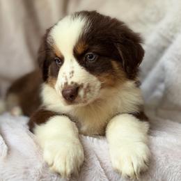 Ginger Spice - Red tri-color female Australian Shepherd puppy in Wayne, West Virginia from Creek Side Aussies & Doodles