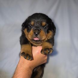 Teeter - Black and mahogany female Rottweiler puppy in Salt Lake City, Utah from Snubnose Rottweilers LLC
