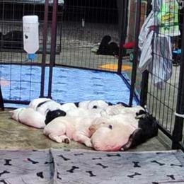 Aussiedoodle Puppies from Little Hawcreek Doodles