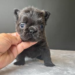 Livia AKA Livi - Blue female French Bulldog puppy in Porter, Texas from Whatabulldog