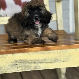 Teal - Wheaten female Whoodle puppy in Youngstown, Florida from Wonderland’s Boujie Kennels