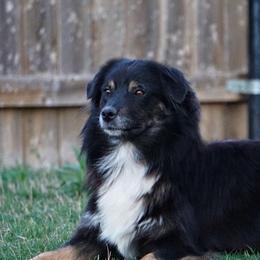 Skyla - Miniature Australian Shepherd