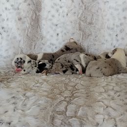 Girl 3 - Blue merle and white female Cardigan Welsh Corgi puppy in Las Vegas, Nevada from Victory Crown