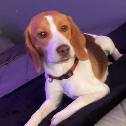 Copper - Beagle