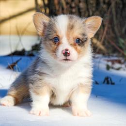 Baloo - 2500 - male Pembroke Welsh Corgi puppy in Star City, Arkansas from T4 Farms