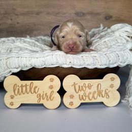 Purple Girl - Apricot female Goldendoodle puppy in Lowville, New York from DM Hilltop FURfamily