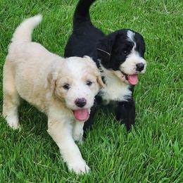 Daisy - White female Bernedoodle puppy in Columbia, Missouri from Silver Creek Pups