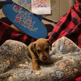 Coconut - Fawn (Isabella) male Dachshund puppy in Hollis, Oklahoma from Write Breed Doxies
