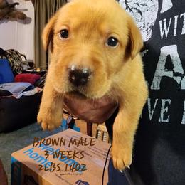 Brown male - Yellow male Labrador Retriever puppy in Appling, Georgia from Kelley's Red Clay Labradors