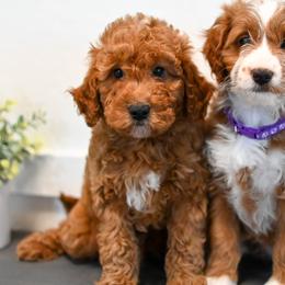 Bernedoodle and Goldendoodle Puppies from Sun Valley Goldendoodles