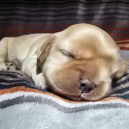 Girl 1 - Buff female Cocker Spaniel puppy in Gate City, Virginia from Top Notch Cocker Spaniels
