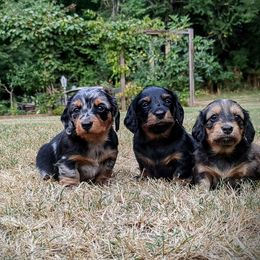 Dachshund Puppies from Sesame Doxies