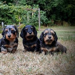 Dachshund Puppies from Sesame Doxies