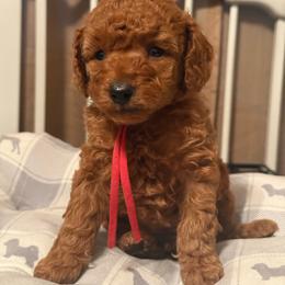 Red Collar Male - Red  male Poodle puppy in Auburn, Alabama from Coasta J’s Poodles LLC