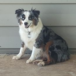 Dally - Australian Shepherd