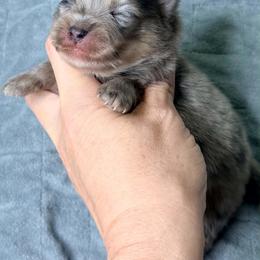MEEK - Blue merle and tan tri male Pomeranian puppy in Kingwood, Texas from Treasured Jewels Pomeranians