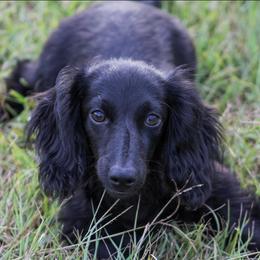 Rugar - Dachshund
