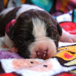 Pink Collar girl - Blue female American Bully puppy in Sandy Hook, Connecticut from Fia Bullies