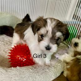 Girl 3 - White and tan female Morkie puppy in Ocala, Florida from Hummingbird Fields