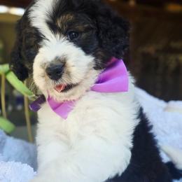 Purple - Black tri-color female Aussiedoodle puppy in Georgetown, California from Foothill Aussies