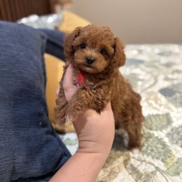 Blossom - Red  female Poodle puppy in Wharton, Texas from In the Red Poodles
