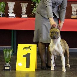 Odessa - American Staffordshire Terrier