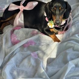 Dachshund Puppies from Wonderland Weenies