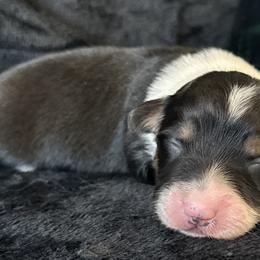 Coco - Black and tan female Pembroke Welsh Corgi puppy in Muldrow, Oklahoma from Dean’s Rustic Ranch Corgis and Horses