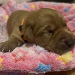 Labrador Retriever Puppies from Lake Crystal Farms Labradors