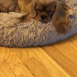 Cavalier King Charles Spaniel Puppies from Cavalier Kisses